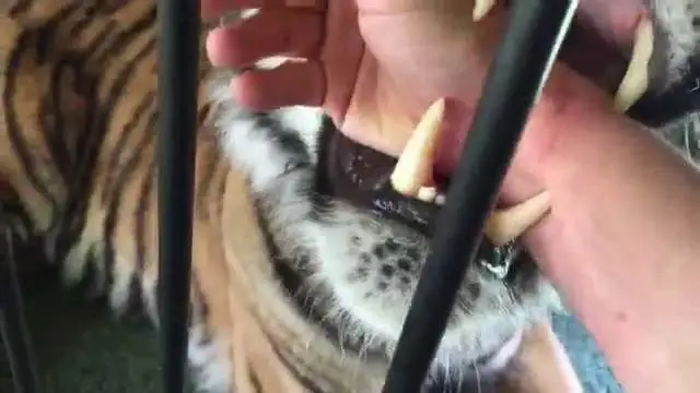 1头东北虎vs2只比特犬，百兽之王能够支撑多久？