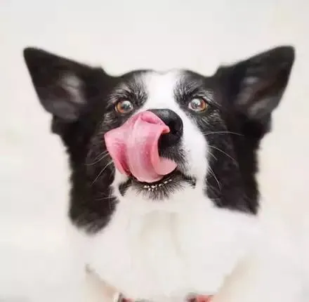 边牧专栏丨边境牧羊犬可以吃鸡蛋吗？