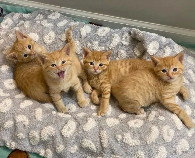 猫趣｜铲屎官救了一窝猫咪，堪比中大奖，全是橘猫不说还是五朵金花