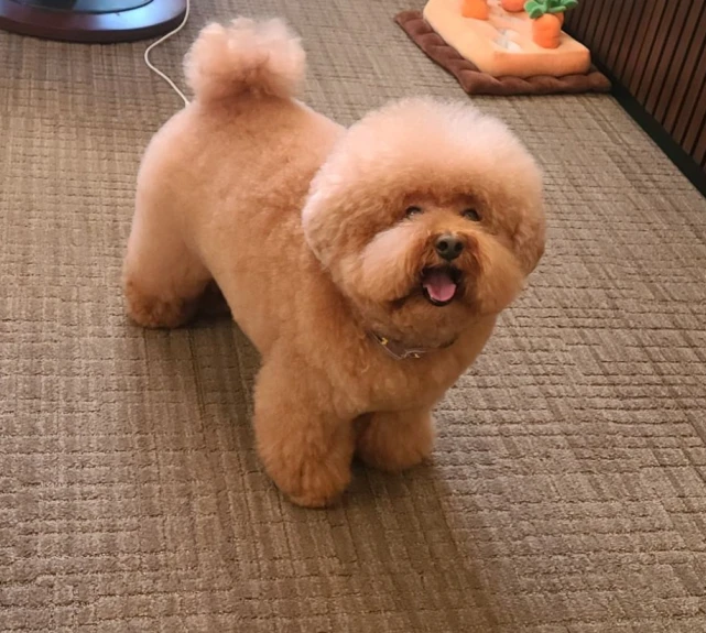 泰迪总是被人嘲笑太胖，为了证明它不胖，主人决定给它洗个澡……