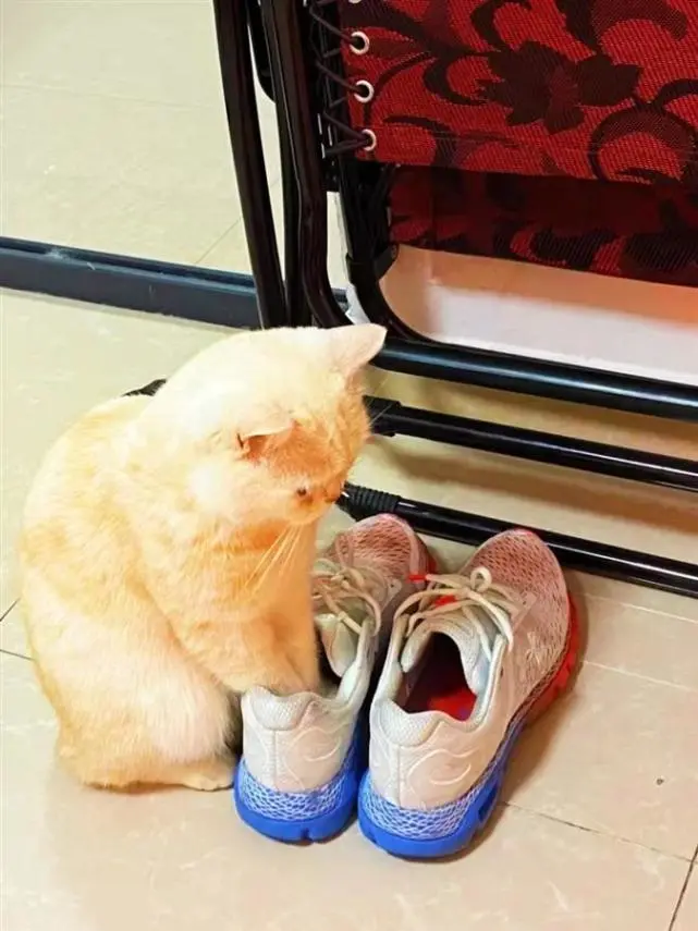 广东女孩家猫咪感染上脚气，兽医：让它离鞋子远点