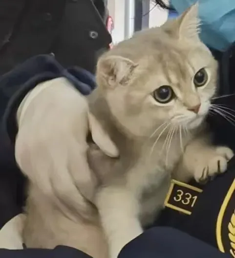 【动植物检疫】来自宠物的技能get：伴侣动物出境秘笈