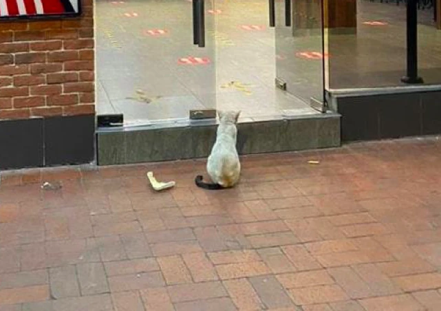 流浪猫坐在肯德基的门口，背影很是让人心疼，猫：有鱼柳汉堡吗？