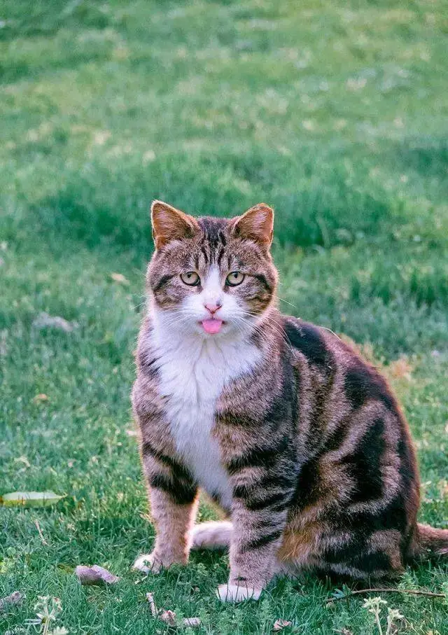 五分钟带你看完猫咪的一生。