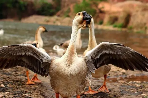 鹅是素食动物，为何很多动物都怕它？鹅的迷之自信超乎大家的想象