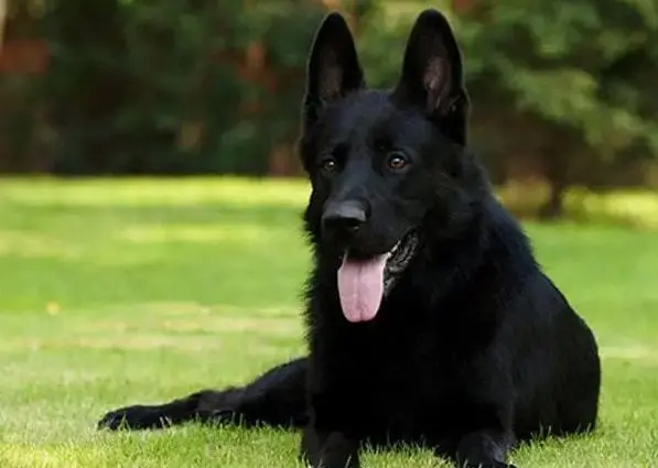 “黑狗不吉利”？为什么那么多人不喜欢养黑狗？