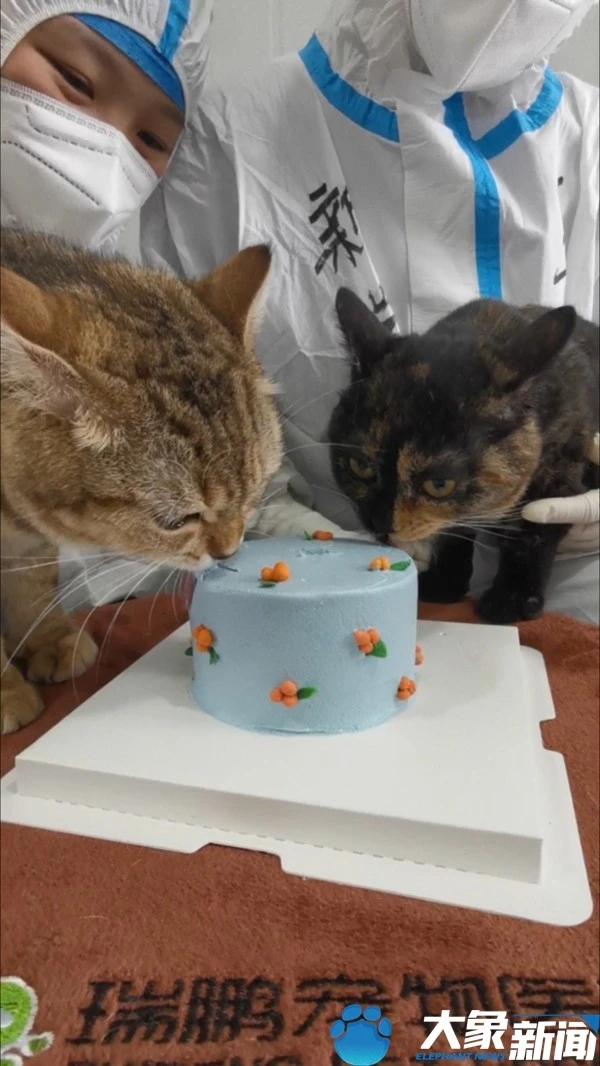 深圳组建宠物临时驿站：免费照顾隔离人群的宠物，不仅吃喝管够还给过生日