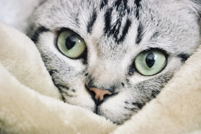 彩虹天堂Lucas——想秒懂喵喵的心，你得明白喵星到底如何交流的