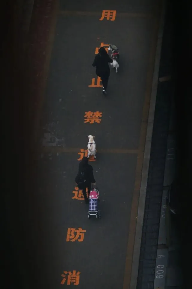 全国首个涉疫宠物托管中心，体现城市温度｜资讯快评