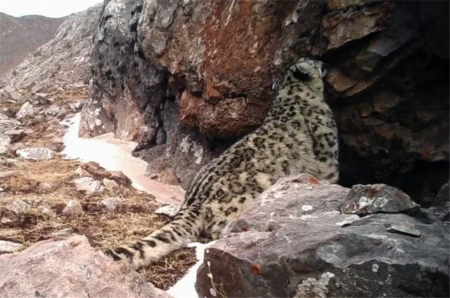 阿尔泰山出现母雪豹，与狼群对峙半小时，还找到狼窝，想把狼赶走