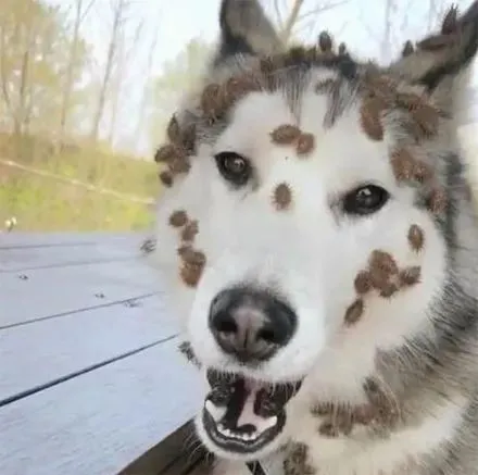 哈士奇在乡下追兔子，结果回来后网友崩溃了：这狗还能要吗？