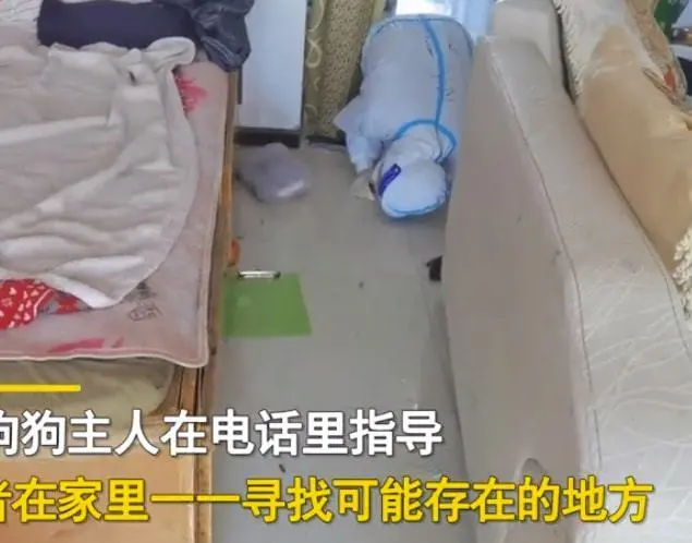 大白帮居民喂食狗，推开卧室门后愣住了：这怕是要重新装修吧