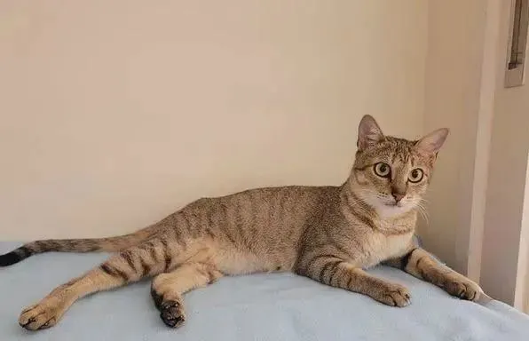 好心收编一只虎斑猫，结果带去医院开刀结扎却发现有惊喜