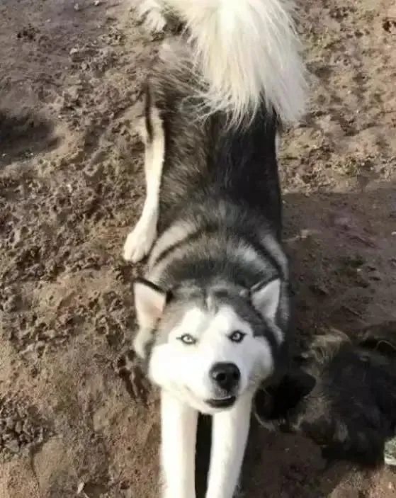 小二哈被主人托付给大二哈照顾，怎料不久后，画风突变…