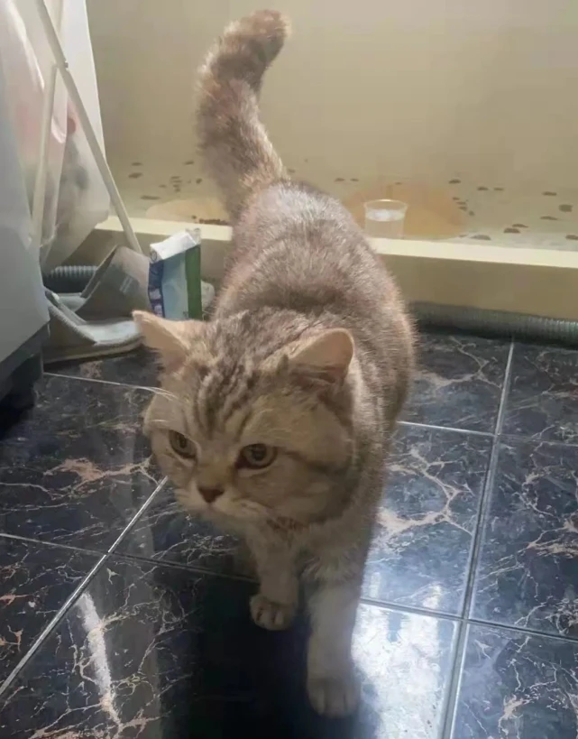 我被隔离了，我想让我的宠物好好活着