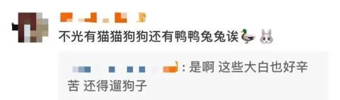 小猫小狗“隔离”后获得了一张“荣誉证书”！网友：被暖到了