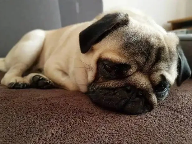 为什么关门之后，狗狗不停地叫？它是有事要告诉你！