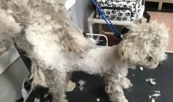 街上遇到流浪二哈，刚准备带走时，身后冒出个小不点！