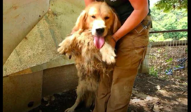 金毛因爱笑，避免了被老板杀掉的命运，但有谁能懂笑容背后的苦？