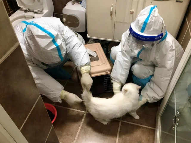 防疫有温度，深圳首个宠物方舱已建成，免费照顾隔离人员的宠物