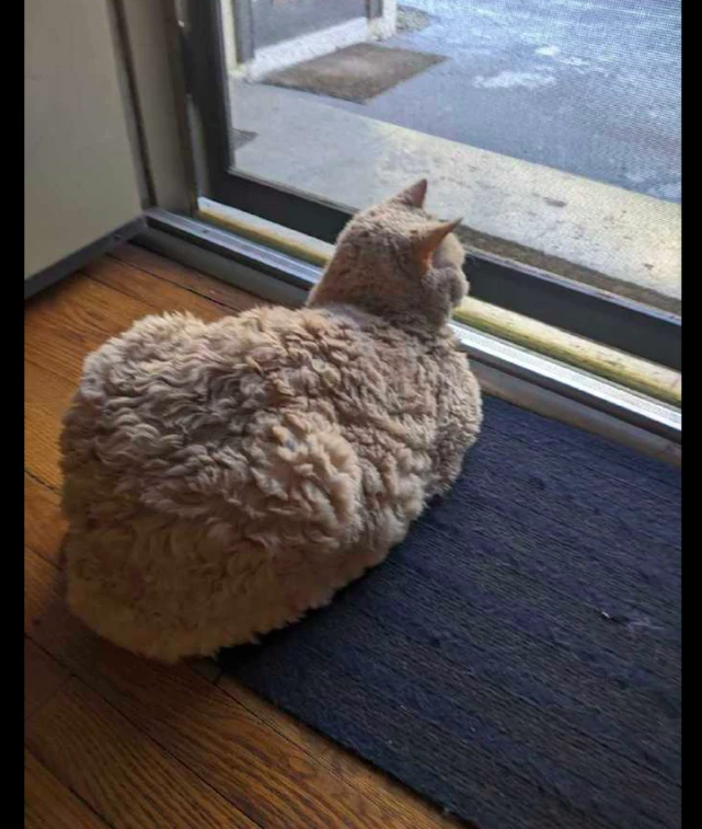 猫咪的毛特别的多还是卷发，怎么感觉羊里羊气的呢，需要离子烫？