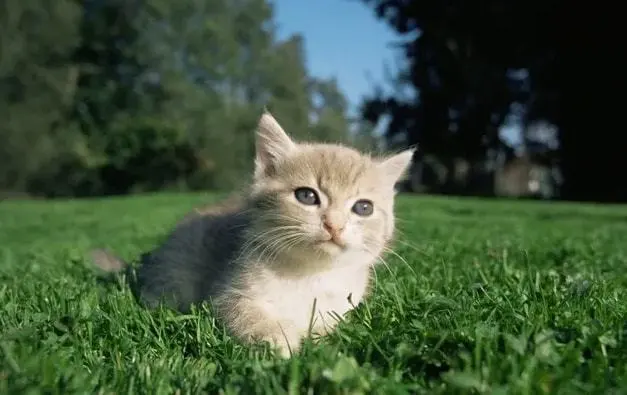 家里只养了1只猫，猫会觉得孤单吗？