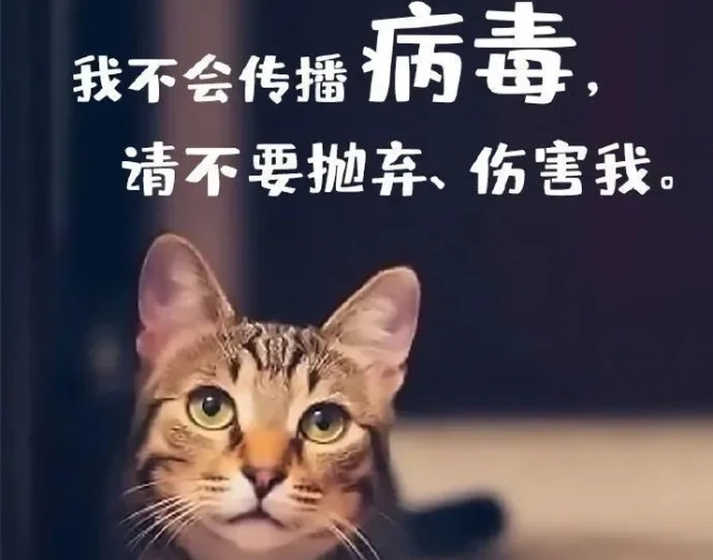 关照宠物也是“精准防控”必要一环