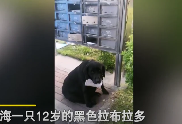 上海拉布拉多因主人隔离被栓楼下，志愿者居民暖心投喂让人感动