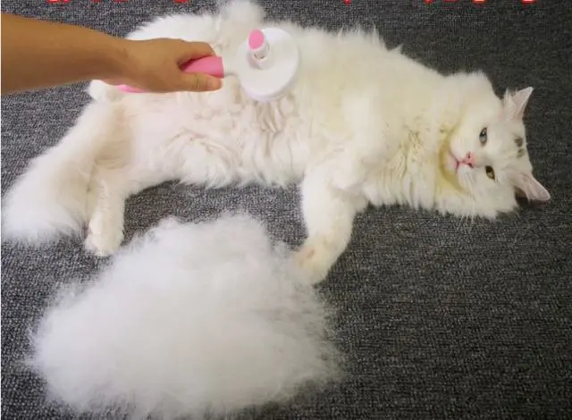 为什么“春夏交替”时，猫咪掉毛最厉害？