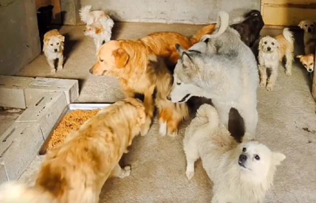 曾经认命，被锁着看了3年鱼塘的阿拉斯加犬，如今迎来狗生逆袭