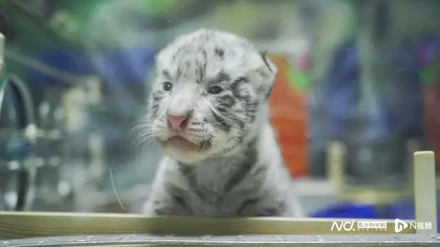 珍稀动物在哪里？N视频记者带您一探珍稀动物保护之道