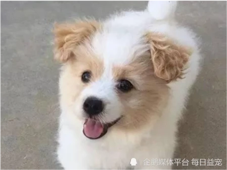 货车后面拴着一只狗，看了半天觉得不对劲，这是什么狗？