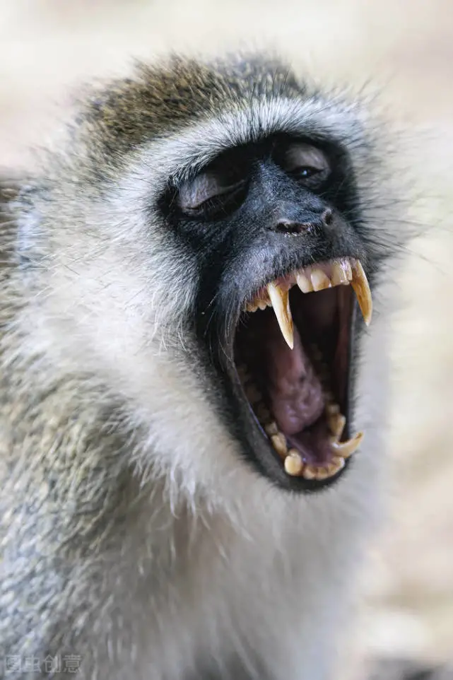 为什么猴子不能当家养宠物？拆家放火事小，危及小命事大