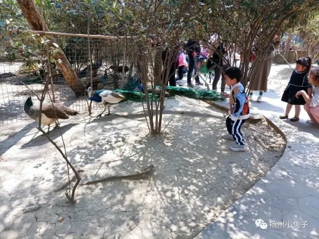 春天是万物生长的季节，去茱萸湾看狒狒和孔雀吧