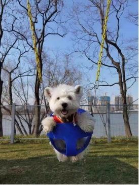 疫情下的宠物主人自述：“你以为是人在养宠物，其实宠物也在帮人”