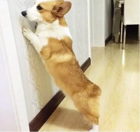 主人这样做，会让柯基犬很伤心、失望！