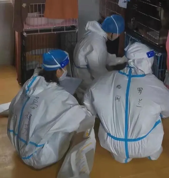 深圳“宠物方舱”建立背后：一封求助信引发的爱心接力