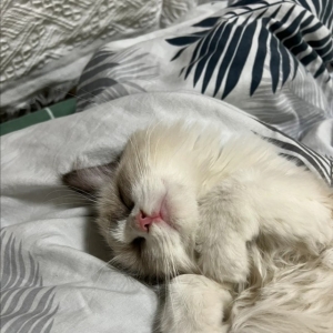 新手养猫‖网上买猫风险太大了