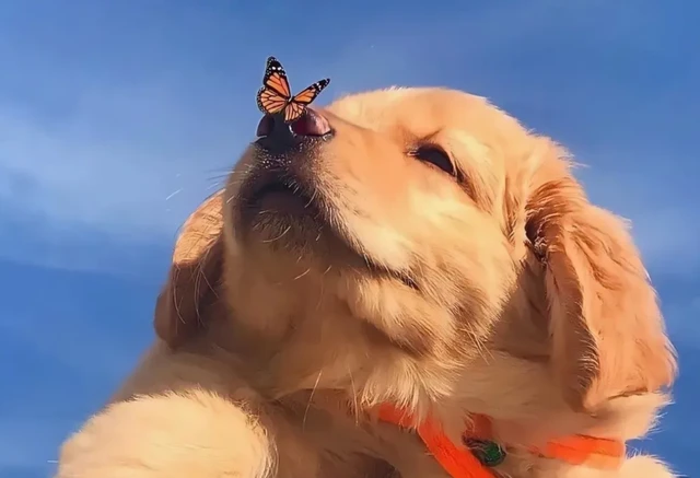 深圳再上热搜，建立全国第一个宠物方舱，免费托管隔离人员的宠物