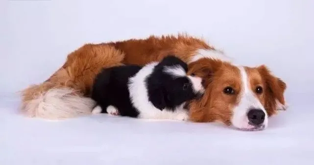 边牧专栏丨如何喂食处于特殊生理阶段的边境牧羊犬？