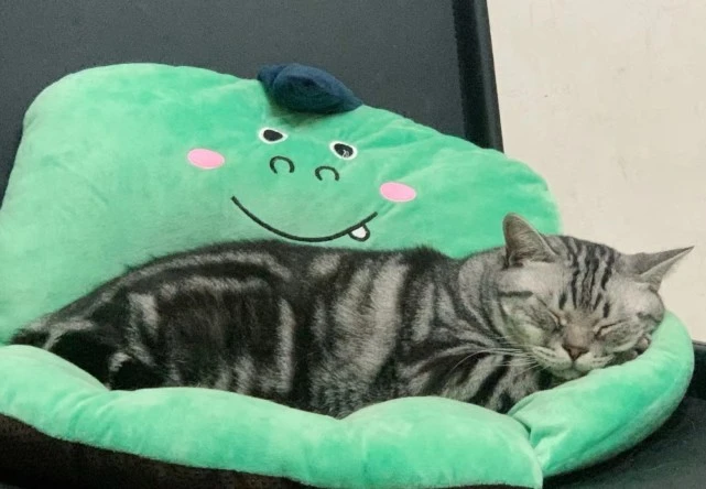 司徒正襟：宠物空间斜杠青年创业模式