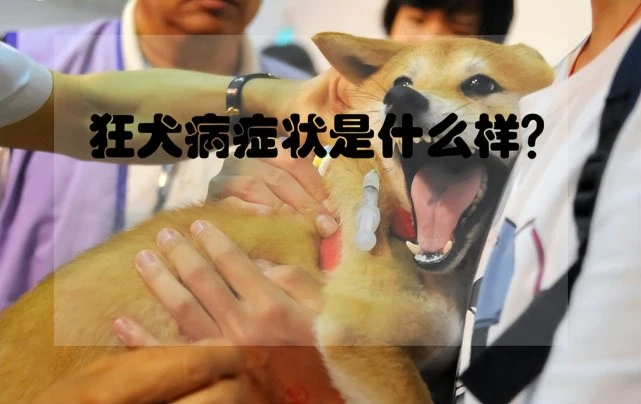 自家狗狗患上狂犬病怎么办？怎么预防？