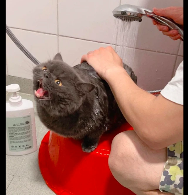 主人给猫咪洗澡，它站在脸盆上面张大嘴巴叫：我的爪子可不长眼！