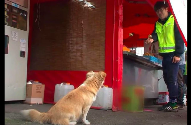流浪狗在便利店门口蹭吃，还学会了养生，殊不知夜晚却是心碎时刻
