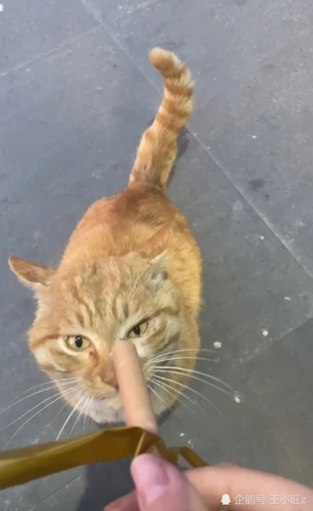 为了保命的可爱流浪猫们，真的不如犬忠诚吗？