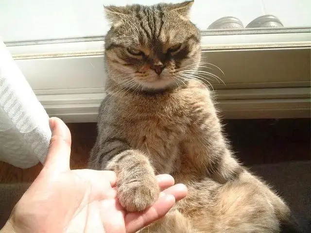 铲屎官“讨厌猫咪”的4个瞬间，你有过吗？