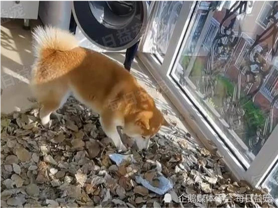 因疫情关系小区被封，主人在阳台铺满树叶，天真狗狗沉浸式遛弯