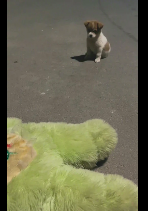 网友要扔的玩具熊，却被流浪狗当成宝贝，如果可以，带它回家吧！