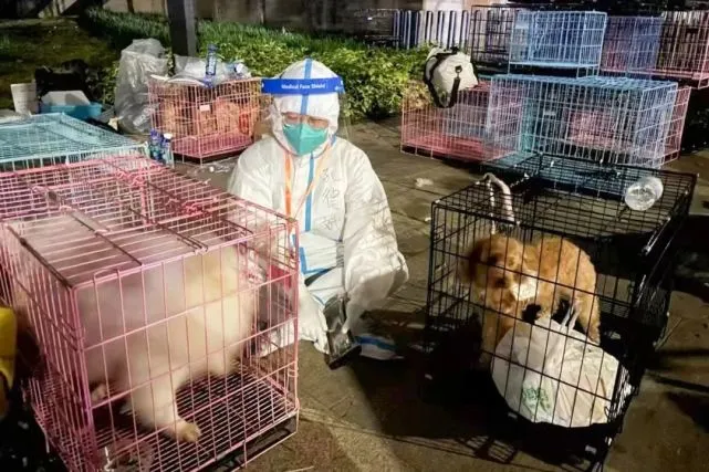 “宠物方舱”的意义：越是特殊时期，对待生命越该虔诚