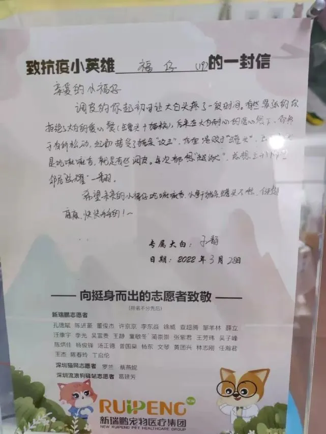 小猫隔离之后获得了一张荣誉证书——抗疫小英雄！